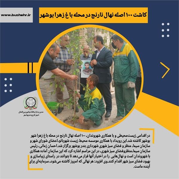 کاشت ۱۰۰ اصله نهال نارنج در محله باغ زهرا بوشهر